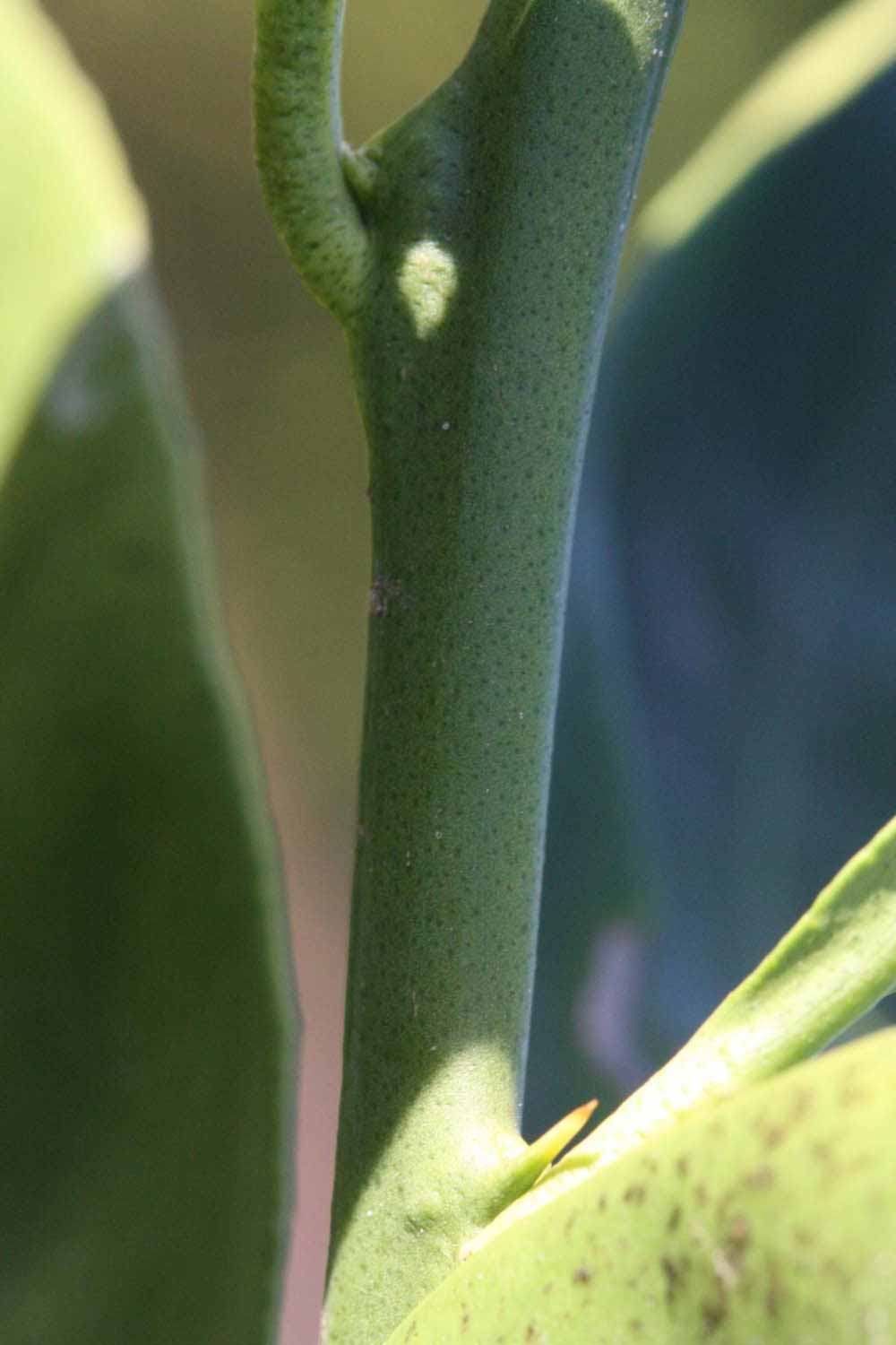              First year twig (Riverside, CA)       